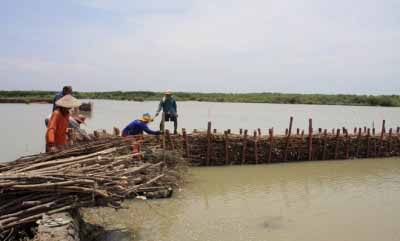 Gelora Asa Warga Timbulsloko dalam Kepungan Rob Terkepung rob. Deretan tanaman mangrove mengitari permukiman warga Desa Timbulsloko, Kecamatan Sayung, Kabupaten Demak yang telah terkepung rob, Jumat (31/7/15). (Suaramerdeka.com/Hartatik)