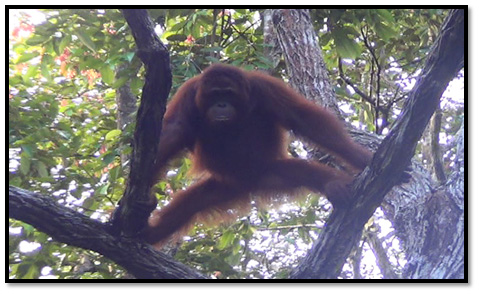 Rehab Gambut, Rehab Orangutan