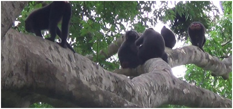 Yaki di Tangkoko, Primata Endemik yang Terancam Punah